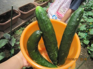 IMG_1207[1]