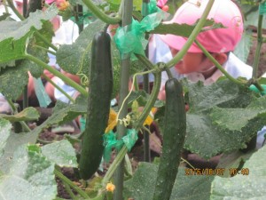 IMG_1243[1]