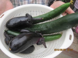 IMG_1251[1]