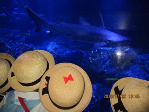 IMG_2667[1]