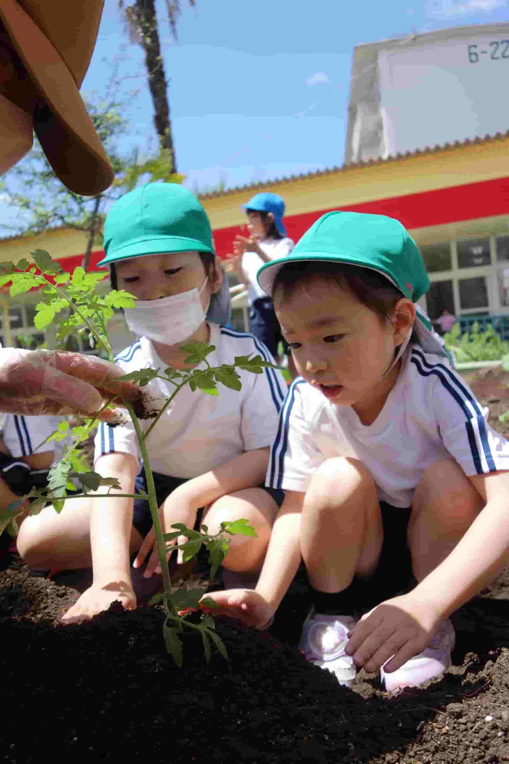 年長組　野菜の苗を植えたよ！