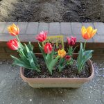 チューリップが咲きました🌷